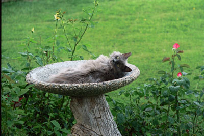 Bubbles waiting for a bird to land in the bird bath...she blends well, huh?